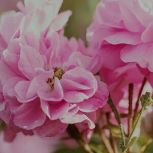 Helichrysum Essential Oil