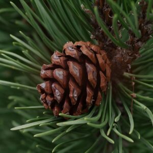Juniper Berry Essential Oil
