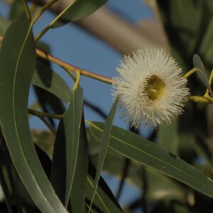 Tea Tree Essential Oil