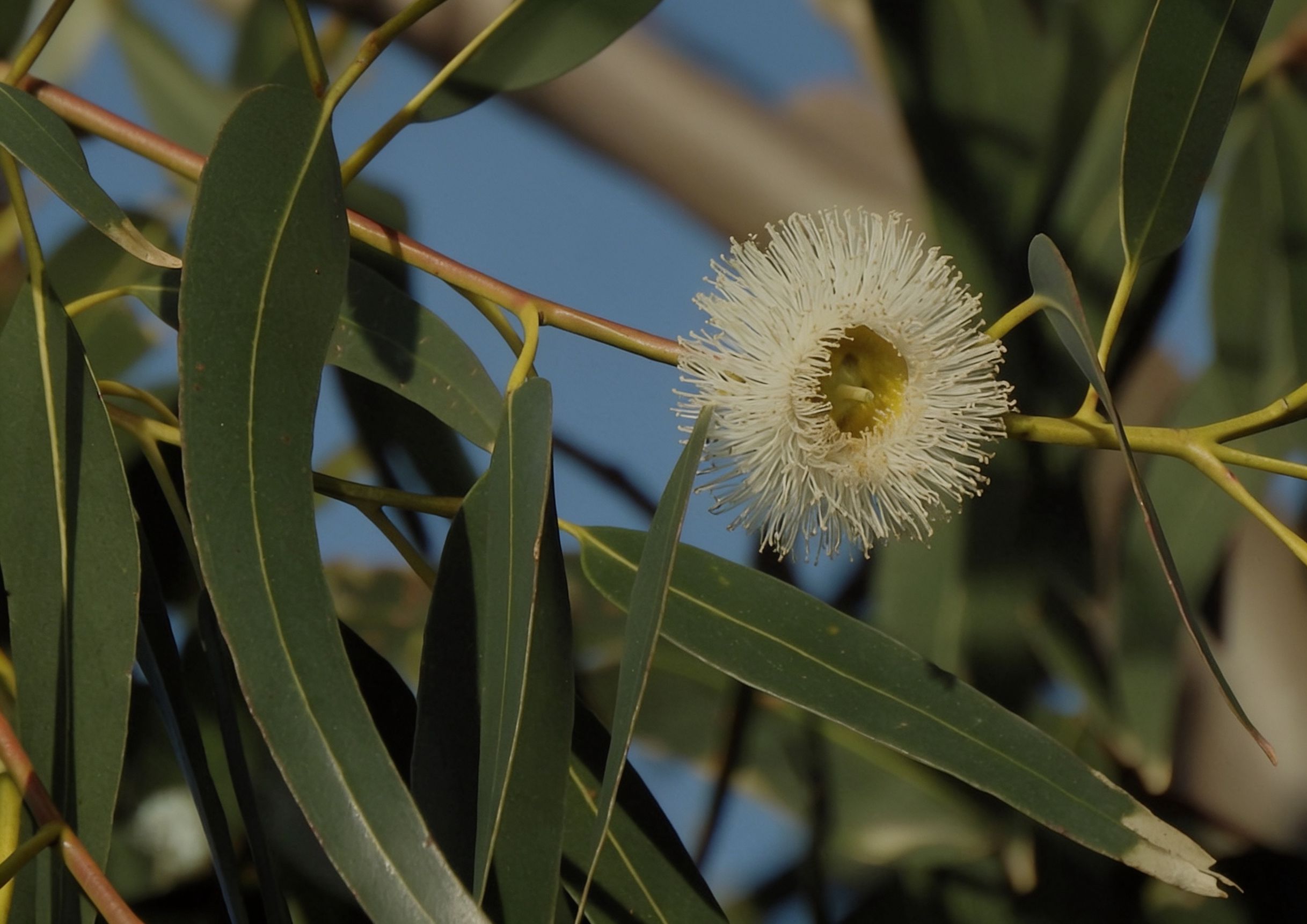 Tea Tree Essential Oil