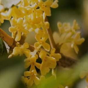 Jasmine Sambac Essential Oil