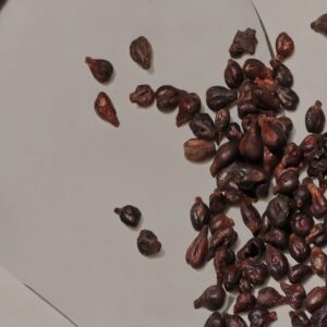 Grapeseed Carrier Oil